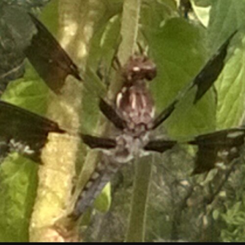 Visit RealDwlbok's profile on GETTR. View their posts, photos, videos, and connect with them on the social platform.