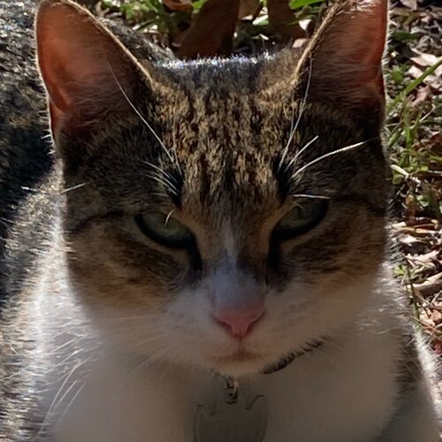 #Caffinated
#ShallNotComply
#ClowardPivenStrategy
#tryingtiquitswearingbut #529thMPCo 
Watching the final season of ‘Ear...