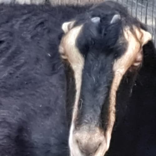 Visit Irishmoon617's profile on GETTR. View their posts, photos, videos, and connect with them on the social platform.