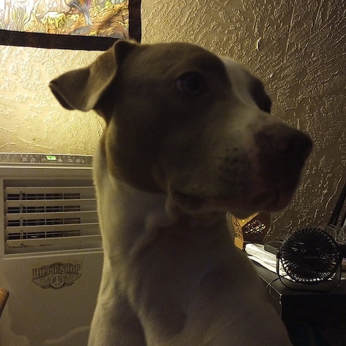 Was MAGA until 
I learned of Trump's 
undying loyalty 
to Israel 
Now I'm just trying to 
raise awareness 
about how 
sc...