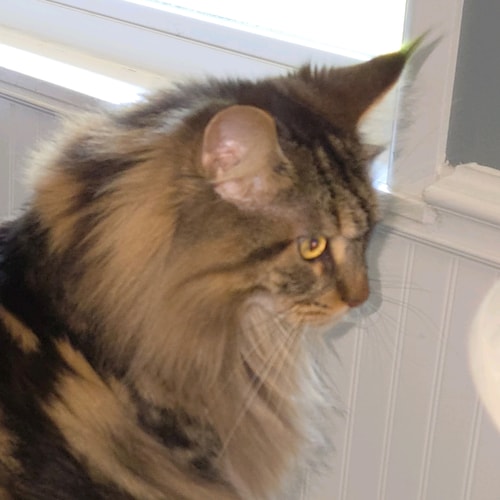 And Jesus answering them began to say, Take heed lest any man deceive you:
For many shall come in my name, saying, I am ...