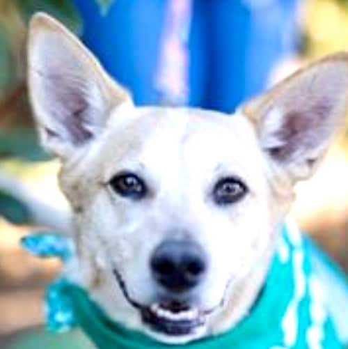 “Islamophobia as a word created by fascists, and used by cowards, to manipulate morons." Christopher Hitchens