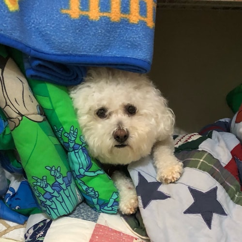 Visit @culturalbichon's profile on GETTR. View their posts, photos, videos, and connect with them on the social platform.