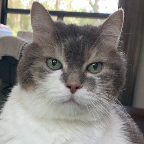 ❤️🇺🇸💪🏻MAGA GIRL💪🏻🇺🇸❤️
I AM A WOMAN FOR PRESIDENT TRUMP
❤️🇺🇸💪🏻❤️🇺🇸💪🏻❤️🇺🇸💪🏻❤️
(I Love Jesus, But I Cus...