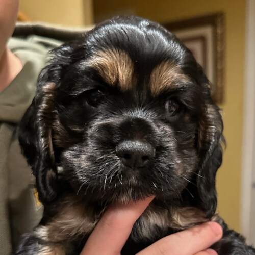 nonya
For entertainment purposes only.
No DM's please I will not respond!