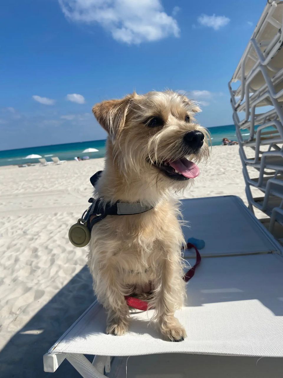 I 🙏 love ❤️ this creatures. 
