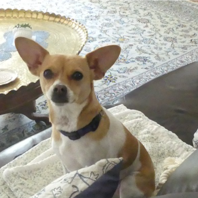 Wed 57yrs, ret. tchr, F, 1/8 Cherokee.  Dad was lead pilot USAF Sabre Dancers, flew Italy '42-'44, Korea, ARMISH-MAAG Te...