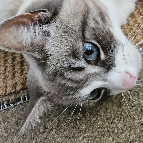 Blessed American 
#Maga #Trump2024  Please Save California from demorats* God, Happy Wife happy life
Lover of this earth...