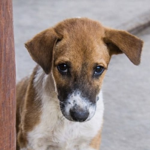 Rescuing injured & abandoned animals 🐾
Providing medical care with your support 🤍
Every donation saves a life 🙏
Donat...