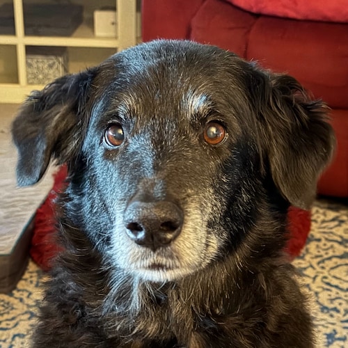 The highest obligation and privilege of citizenship is bearing arms. - George S. Patton