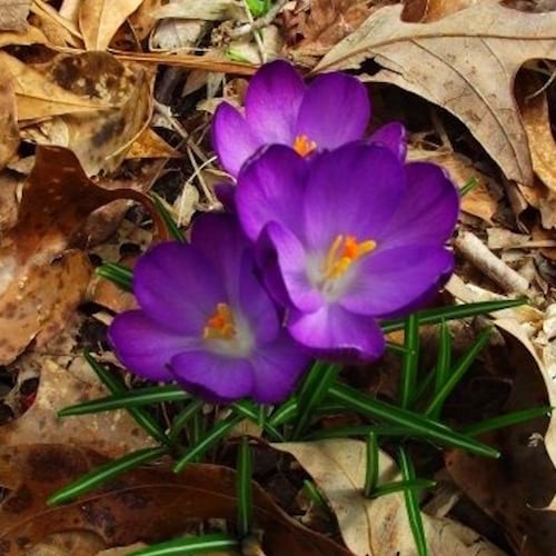 Earth to Denver:  If you have a problem with Venezuelan gangs, and you know where they are...𝘀𝗵𝗼�...