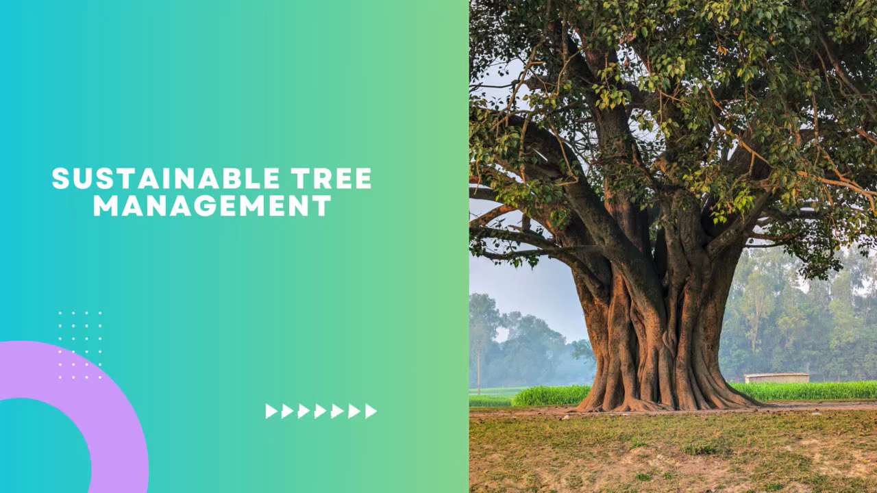 Come To Be a Plant Manager and Protect Woodlands Today

Buliga Verde Organization advertises an uniq...