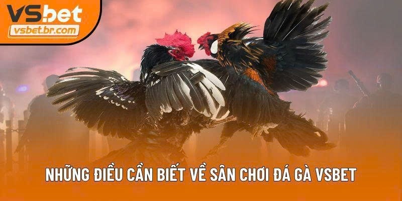 Đá gà Vsbet – Nơi cảm xúc thăng hoa cùng mỗi pha đấu



Đá gà Vsbet đang trở thành lựa chọn giải trí...