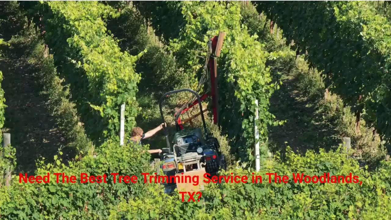 At JSR Tree Service, our tree trimming The Woodlands process begins with a thorough inspection of yo...