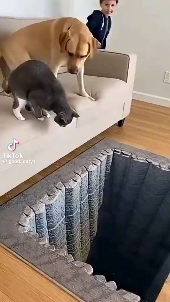 Gene_Smarts 🇺🇸 on GETTR: Don't get the 
Cat 🐈 😻 
Upset