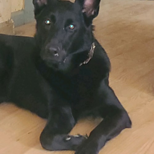 Visit GunSlinger44mg's profile on GETTR. View their posts, photos, videos, and connect with them on the social platform.