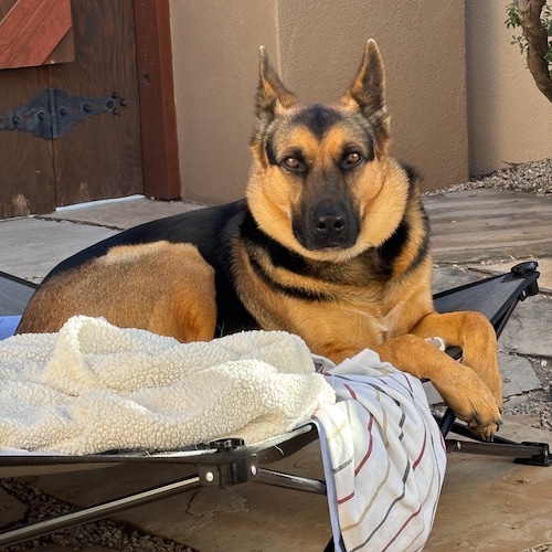 Jesus Saves, Border State Dwelling🌵 PURE ❣️BLOOD GSD Parent FREE TINA PETERS
OUT Katie SLHobbs & Kris Mayes
ARIZONA IS ...