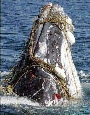 A female humpback whale had become entangled in a spider web of crab traps and lines. She was weight...