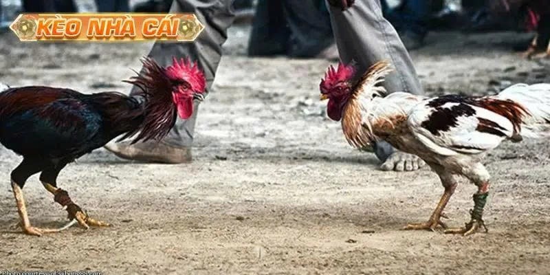 Đá Gà Philippines Hướng Dẫn Cách Đọc Kèo Cho Người Mới



Đá gà Philippines luôn tạo nên sức hút khó...