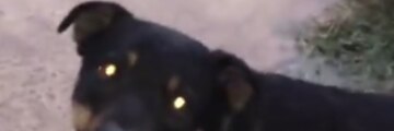 roybear52