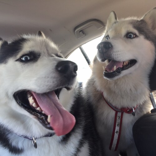 Proud American and patriot.  Love this country. Smart enough to realize big governments are a bad thing.