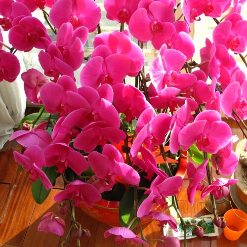 CCP IS not representing Chinese People!