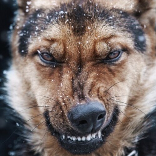 Proud Christian conservative who believes in free speech. Trump is here to stay. If you don't like it, leave.