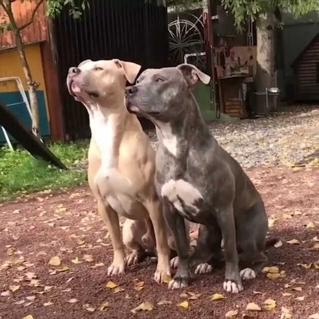 Dogs Perform Synchronized Command Tricks
What they will do to you in the military🤣Oh but what do I ...