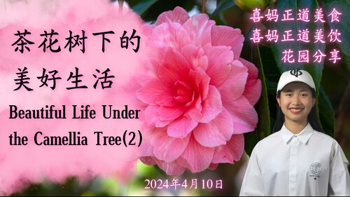 2024年4月10日：茶花树下的美好生活 Beautiful Life Under the Camellia Tree (2)- #喜妈客厅 #喜妈正道美饮 #喜妈正道美食 #花园分享