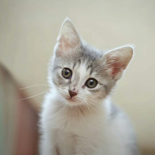 We Are the Citizens of the New Federal State of China  Our Mission is to Take Down the EVIL Chinese Communist Party