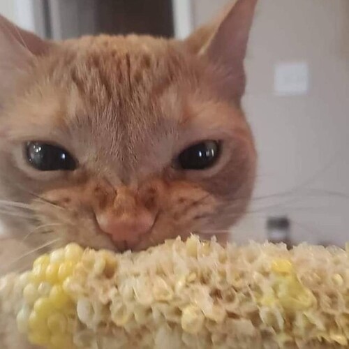 Visit brotherhood's profile on GETTR. View their posts, photos, videos, and connect with them on the social platform.