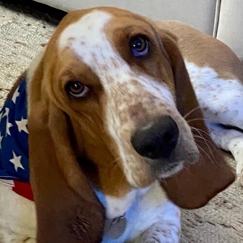 Patriot 🇺🇸 Grandma 👵🏻 Basset Hound Lover 🐶