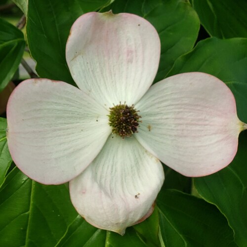 MAGA Christian Trump WON

✝️ ✝️ ✝️
❤ 🤍 💙 
🇺🇸 🇺🇸 🇺🇸 
🙏 🙏 🙏 
MAGA