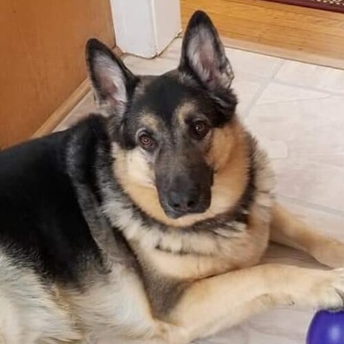 Visit MAGA_001's profile on GETTR. View their posts, photos, videos, and connect with them on the social platform.