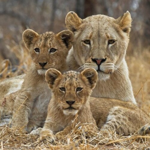 Pureblood❤ Mom, Wife, Sister, Aunt and much more, but always American Proud!