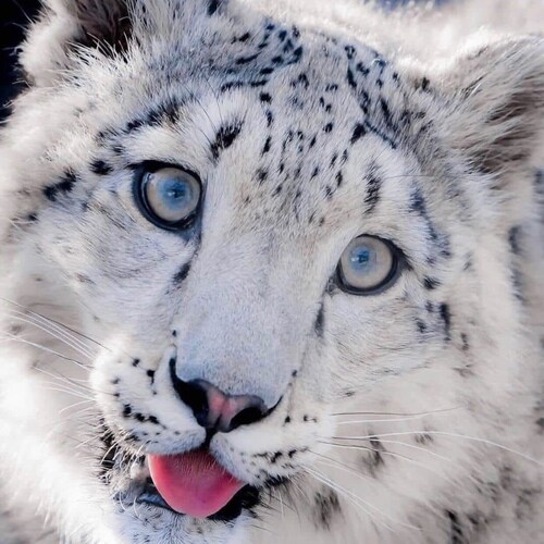 “NEVER SURRENDER !”