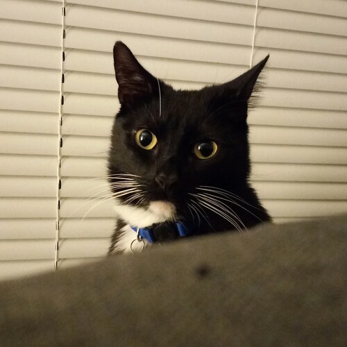 In God I Trust and Trump is our ELECTED president. 
I'm a naturalized citizen of this great country of America over 45 y...