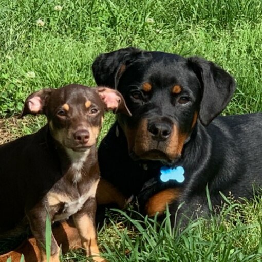 Ok.  I'm here on Gettr.  Now to see how much of a "Free Speech platform" it is.  