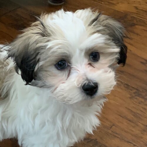 Nurse attorney.  I have opinions, and I love dogs.