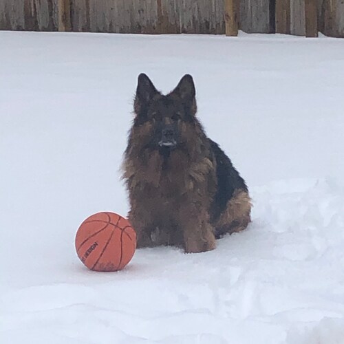 America first patriot    
German Shepard’s are the best 
Family practice nurse
and
Mother to growing athletic boys that ...