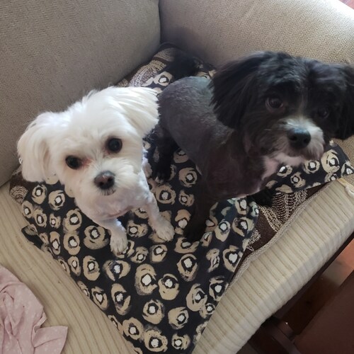 Hardworking Mother, and Nana who loves this country ❣️