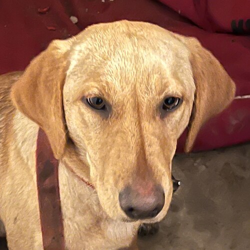 strategic growth advisor to business owners - father of 5