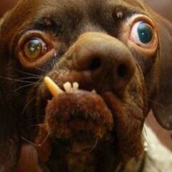 Just wondering if the fragmentation of our country will end in a bitter divorce or a Civil War...