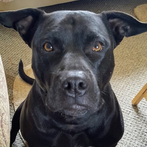 Never underestimate the power of stupid in great numbers....just sayin'