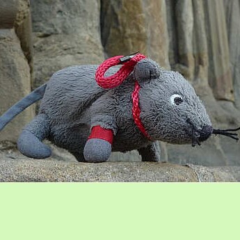 Mouse, adventurer, bookworm, DJ, adventure cook.