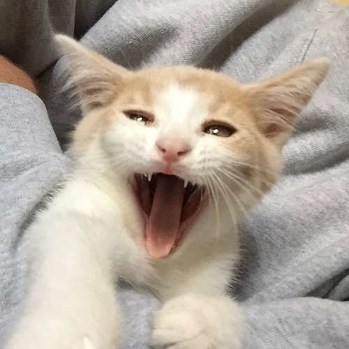 Patriot who just can't believe this shit.