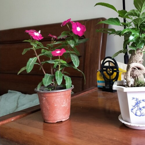 台海局势日益紧张，三次世界大战可能爆发，中共病毒席卷全世界造成经济损失的时候，美国贸易部长说:美国才不会跟中国脱钩呢！不仅是经济不脱钩，科技也绝不会脱钩的呢！
我们只是确保美国最尖端的技术不会被中国偷...