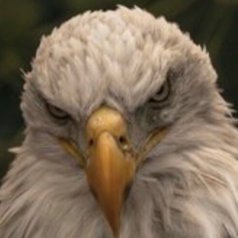 Born free I will die free 🇺🇸 The Book 1984 Was a warning…Not an Instruction Manual.