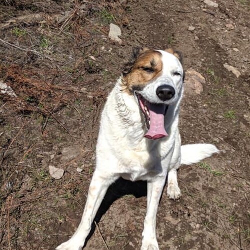 Christian conservative, constitutionalist, MAGA supporter, 2nd Amendment supporter, Wife, Mother, Grandmother, and anima...