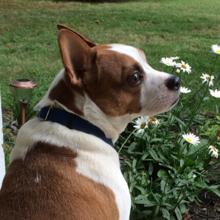 🇺🇸 Christian, Wife, Mother, teen yrs PK/MK in Helsinki, career in HR, USA E.Coast, #1A, #2A - I Love nature & Worship ...